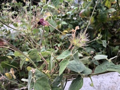 Macroptilium bracteatum