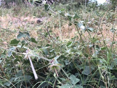 Macroptilium bracteatum