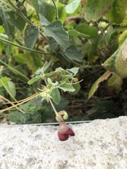 Macroptilium bracteatum