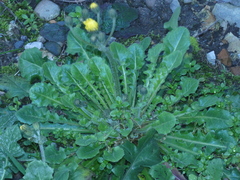 Crepis sancta