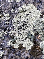 Dimelaena