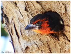 Lybius torquatus torquatus