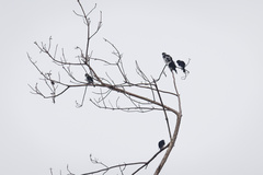 Microhierax melanoleucos