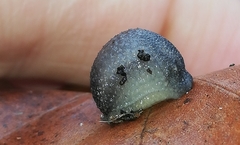 Arion intermedius
