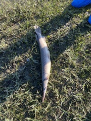 Atractosteus spatula