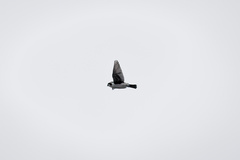 Microhierax melanoleucos