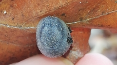 Arion intermedius