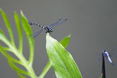 Ictinogomphus decoratus