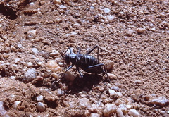 Acanthoplus discoidalis