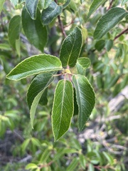 Aristotelia chilensis