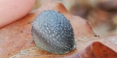 Arion intermedius