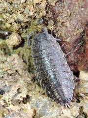 Proporcellio pusillus
