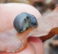 Arion intermedius