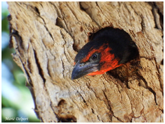 Lybius torquatus torquatus