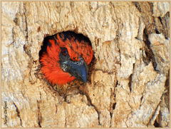 Lybius torquatus torquatus