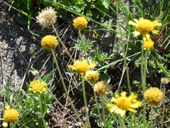Gaillardia megapotamica
