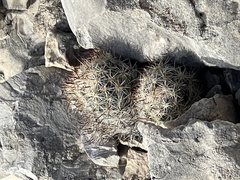 Escobaria emskoetteriana