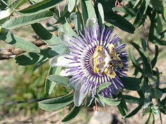 Passiflora mooreana