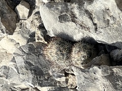 Escobaria emskoetteriana