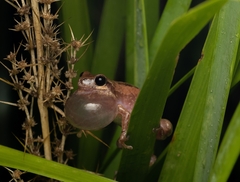 Litoria balatus