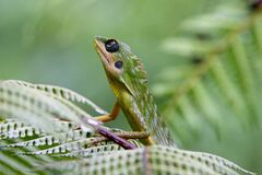 Bronchocela cristatella