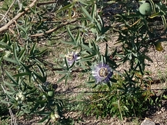 Passiflora mooreana