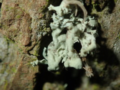 Ramalina baltica