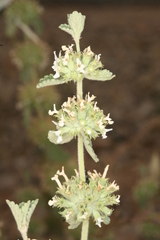 Marrubium