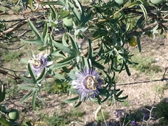 Passiflora mooreana