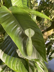 Choeradodis rhombicollis