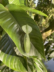 Choeradodis rhombicollis