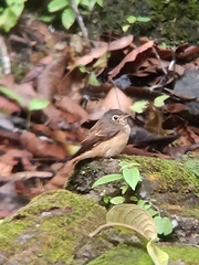 Muscicapa ferruginea