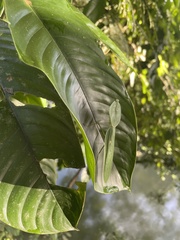 Choeradodis rhombicollis