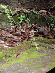 Muscicapa ferruginea