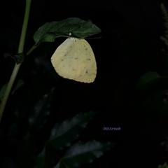 Eurema hecabe