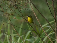 Geothlypis aequinoctialis
