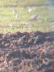 Streptopelia decaocto