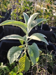 Buddleja sessiliflora