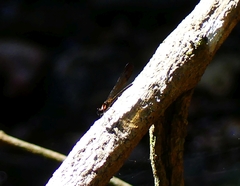 Heliocypha bisignata