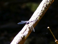 Trithemis