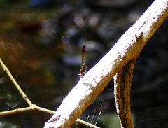 Heliocypha bisignata