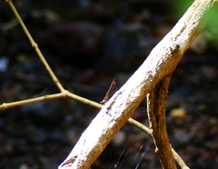 Heliocypha bisignata