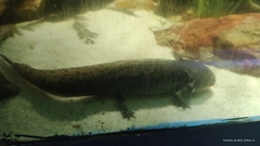 Ambystoma mexicanum