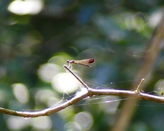 Heliocypha bisignata