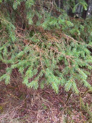 Picea abies