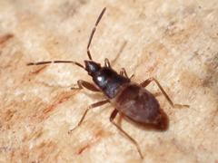 Rhyparochromidae