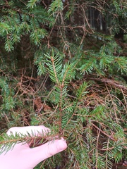 Picea abies