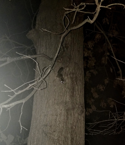 Southern Flying Squirrel photographed in Missouri