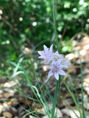 Allium drummondii