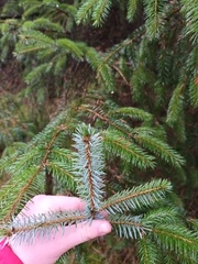 Picea sitchensis
